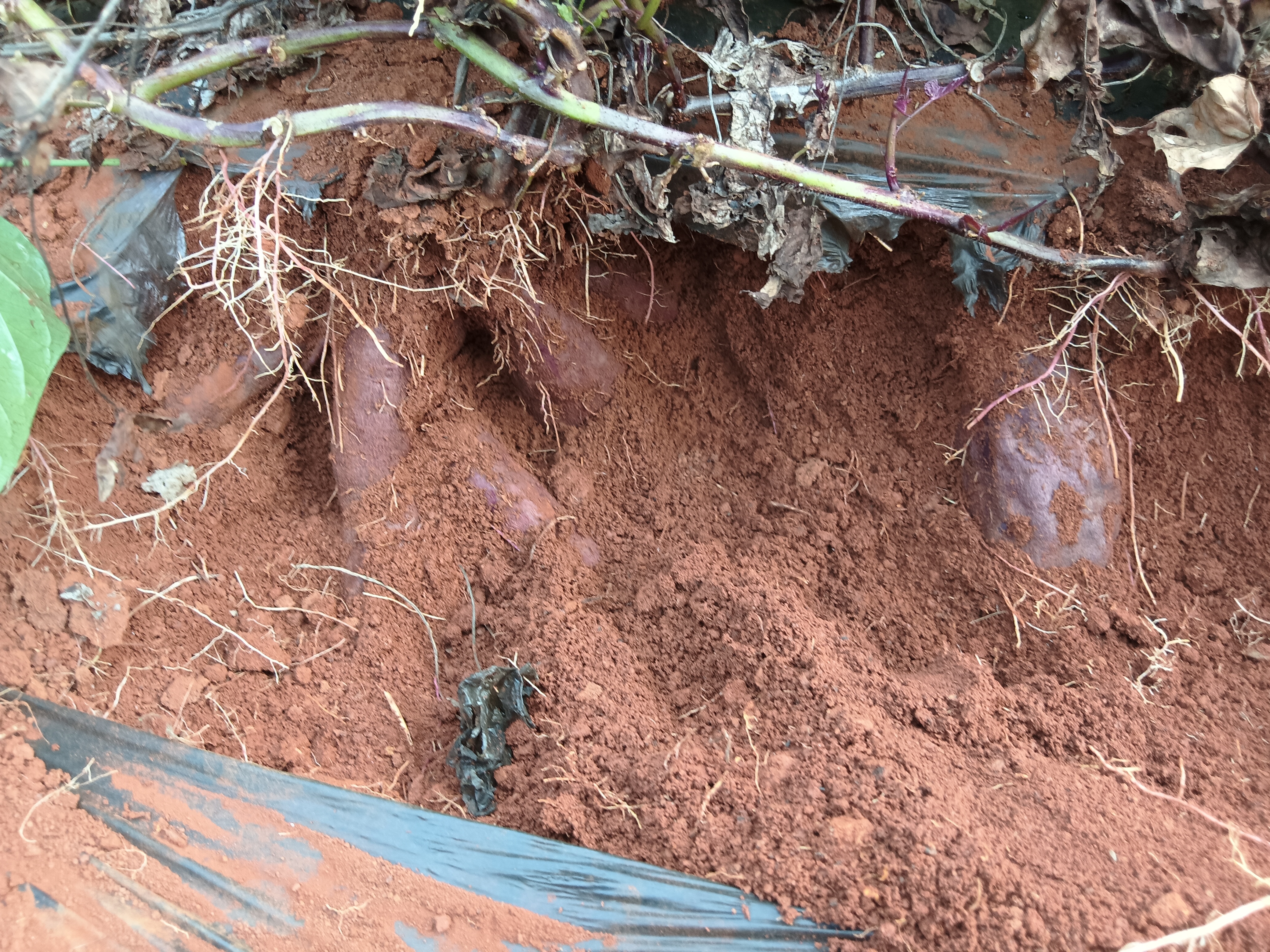 南方双季紫薯种植周期图