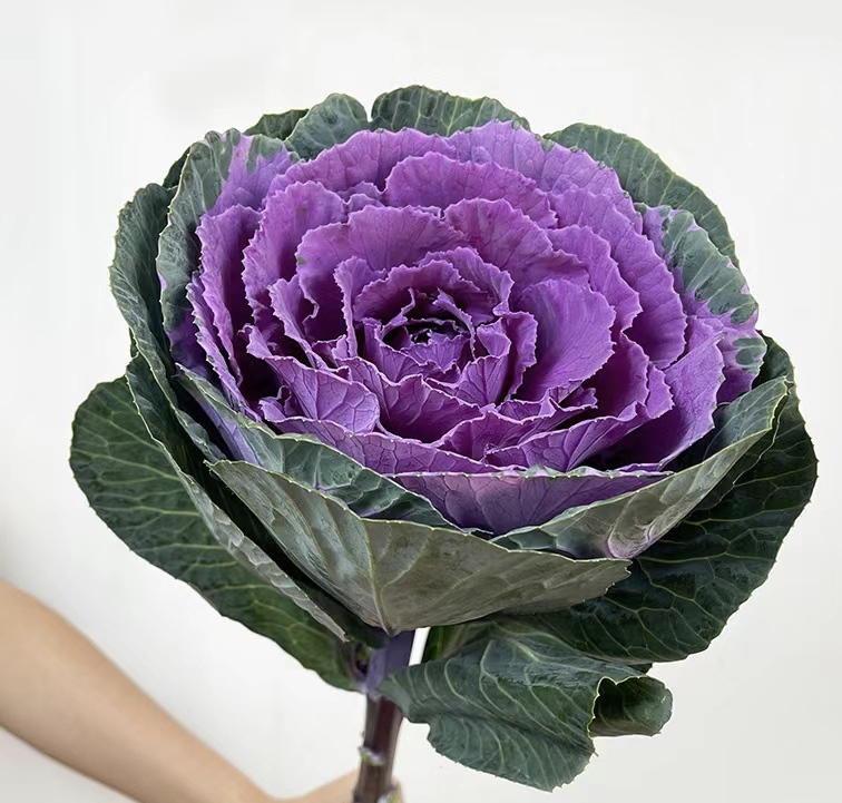羽衣甘蓝炒菜过程