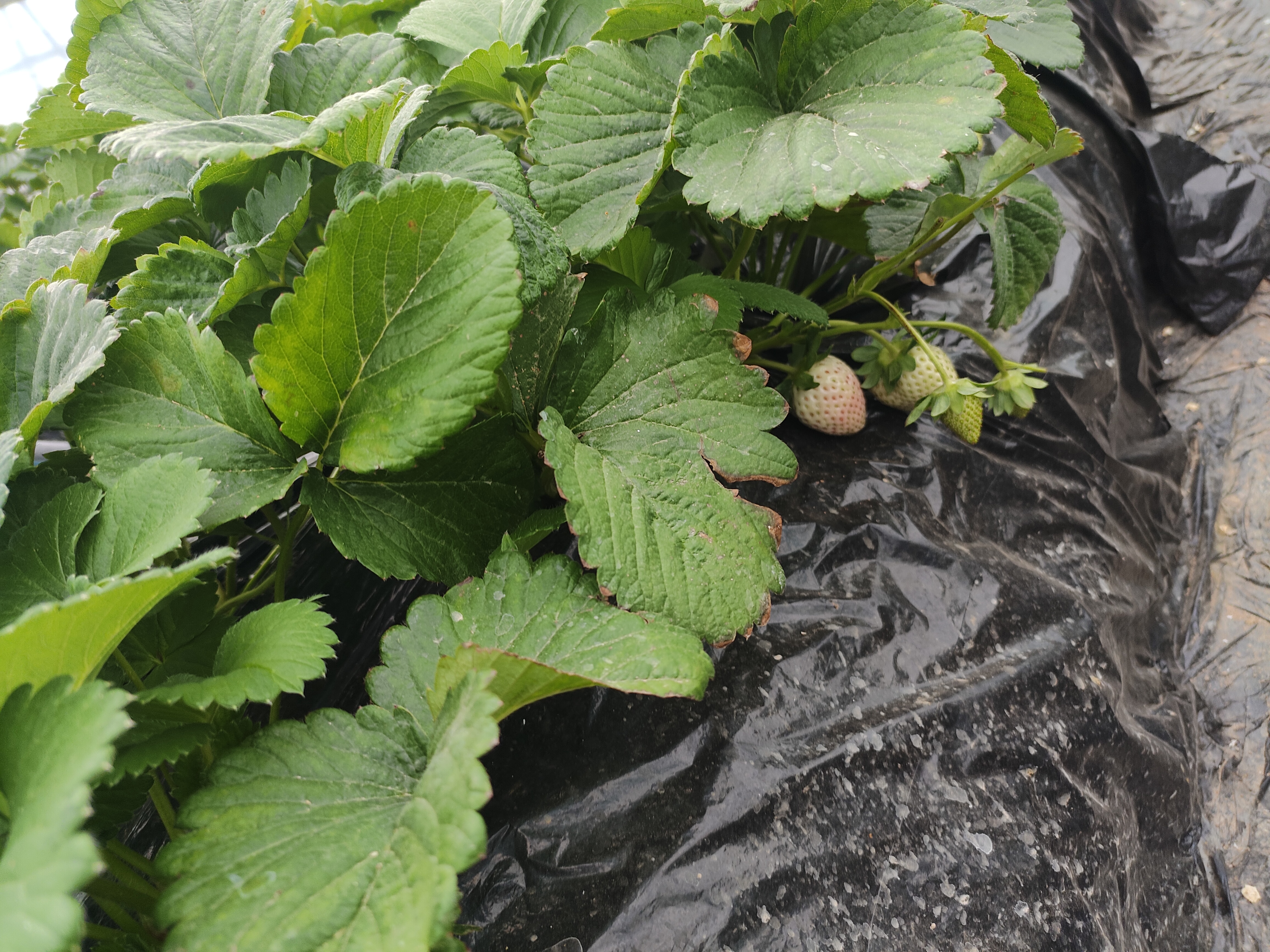 红颜草莓植株与果实特写