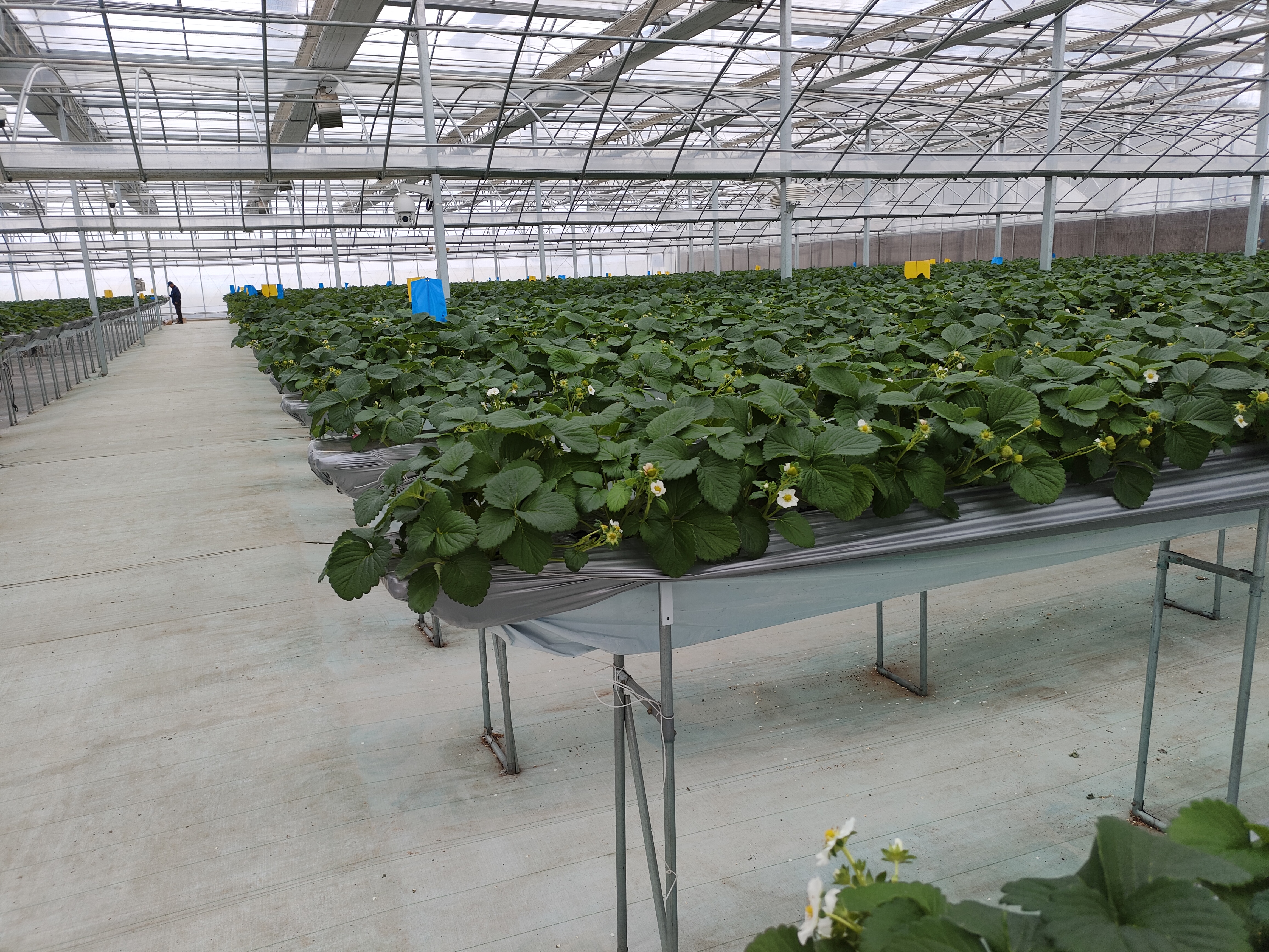 红颜草莓植株特写