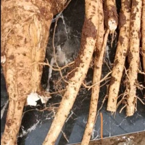 辣根