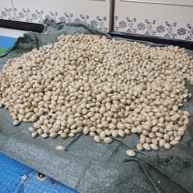 银杏果
