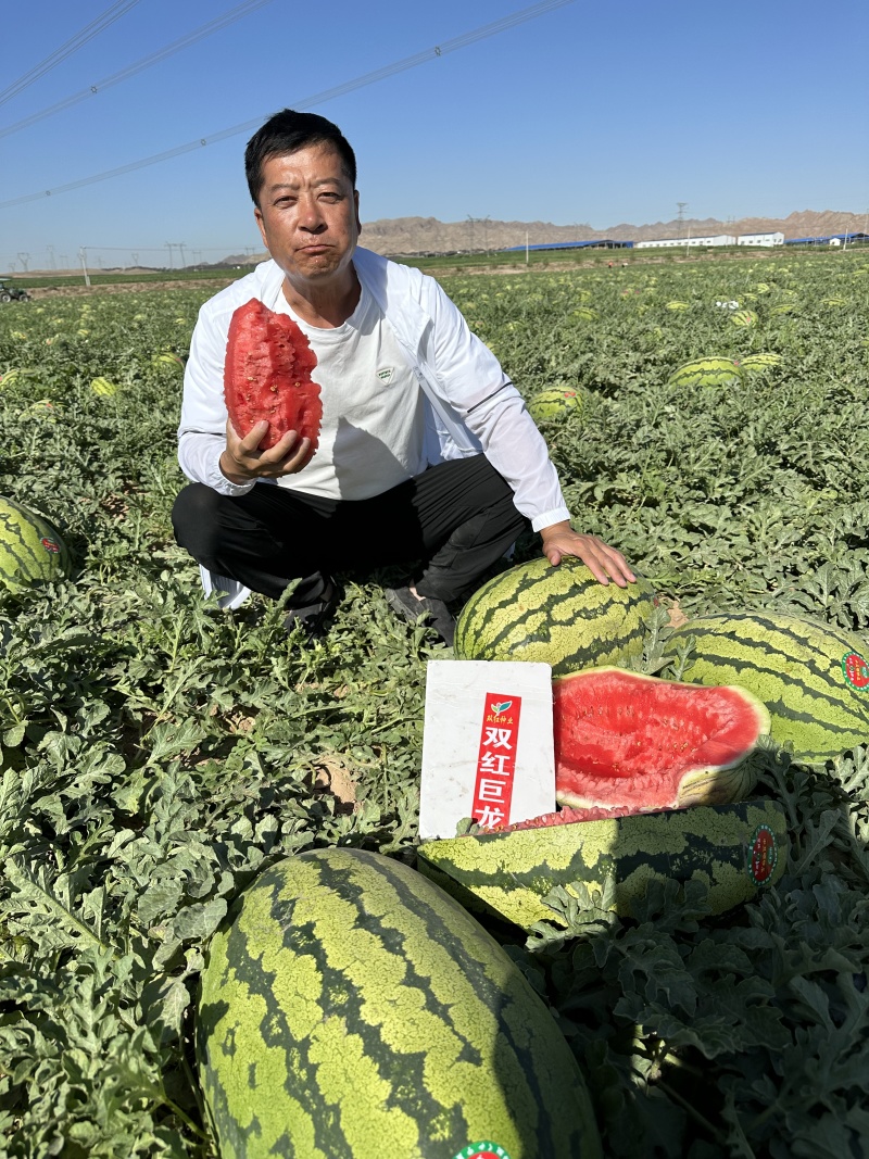 双红巨龙西瓜种子高产抗病长椭圆果型西瓜种子精品