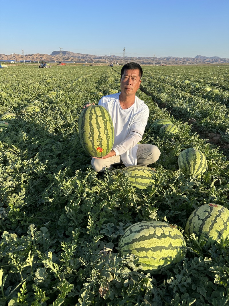 双红巨龙西瓜种子高产抗病长椭圆果型西瓜种子精品