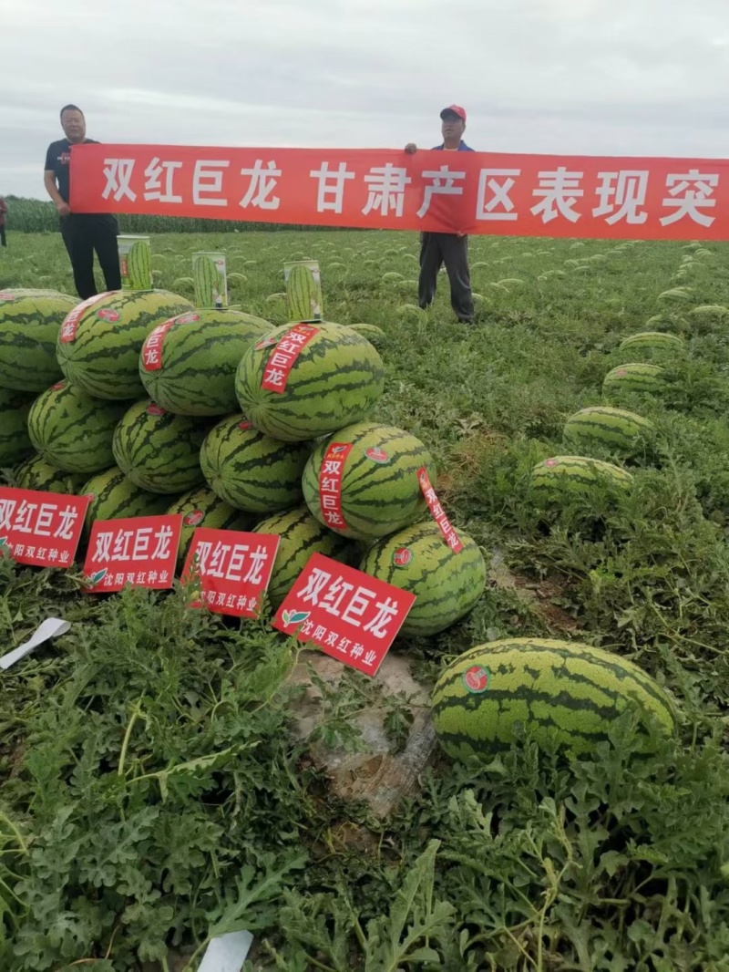 双红巨龙西瓜种子高产抗病长椭圆果型西瓜种子精品