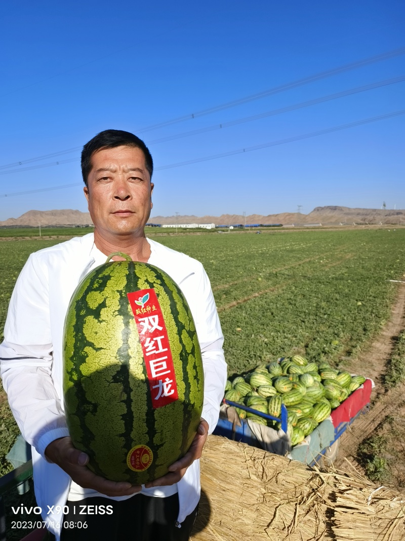 双红巨龙西瓜种子高产抗病长椭圆果型西瓜种子精品