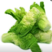 自种儿菜