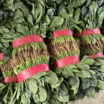 万亩菠菜种植基地，25公分左右优质菠菜，产地直供诚信经营