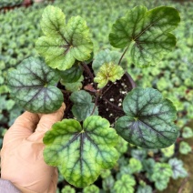 矾根