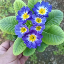 报春花