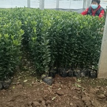大叶黄杨杯苗