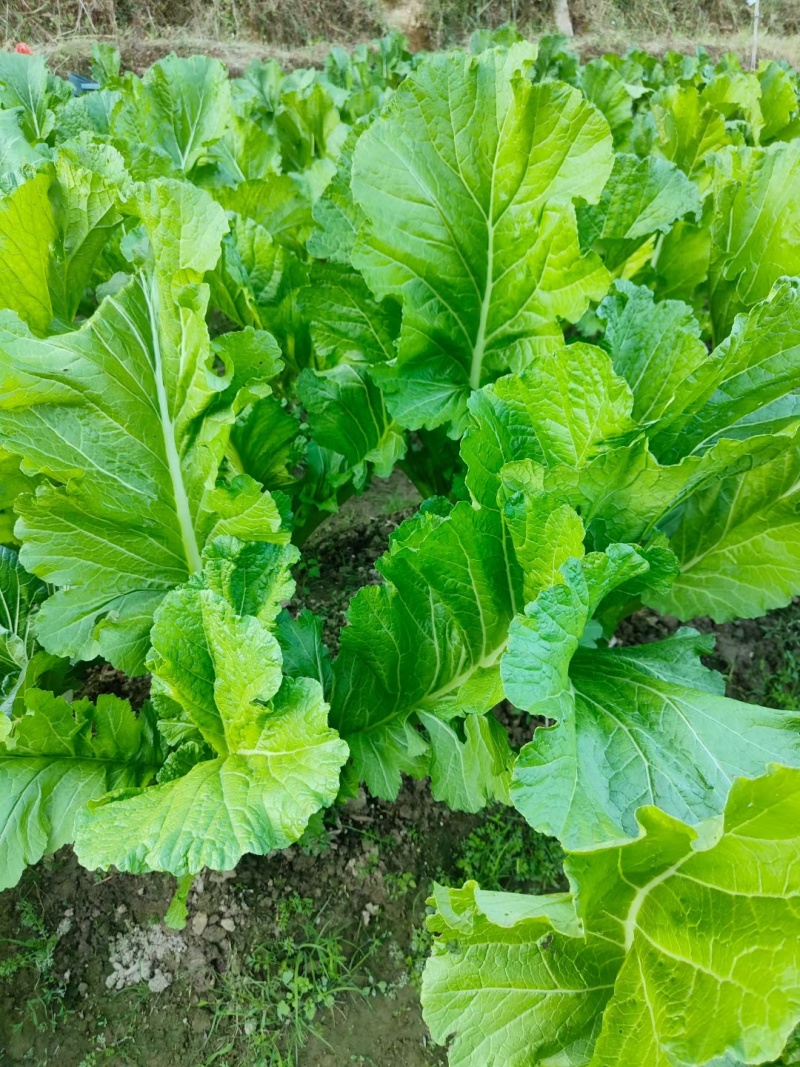 马贵高山大芥菜