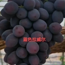早熟品种蓝色拉威尔5bb3309嫁接苗品种保证