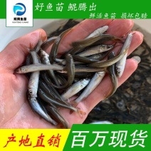 鲲腾生态银鳕鱼苗优质品种生态养殖全国配送全程指导