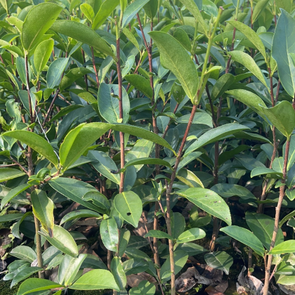 蜜兰香,黄金锯朵仔)老品种茶苗金花茶苗防城金花茶树名贵种金花茶树苗