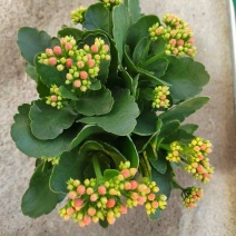 【优选】长寿花基地直供优质货源花色齐全有需致电看花详谈