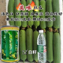 正品春润美味丝瓜种子白籽丝瓜水瓜种子汤色白早优16丝瓜种