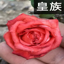 原生皇族海棠花苗基地直销原生海棠苗