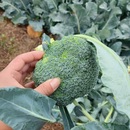 西兰花价格行情