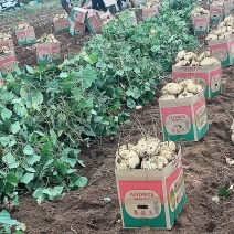 产地批发