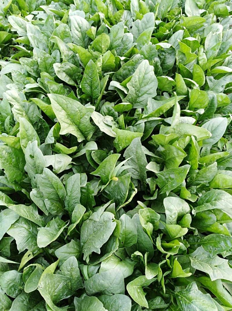 菠菜河南菠菜精品大叶菠菜产地一手货源保质保量