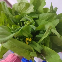 现货白菜苔