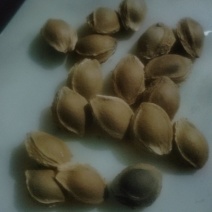 杏核自己家的量不多有要的联系