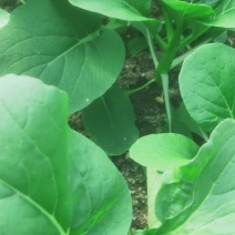 广东菜心