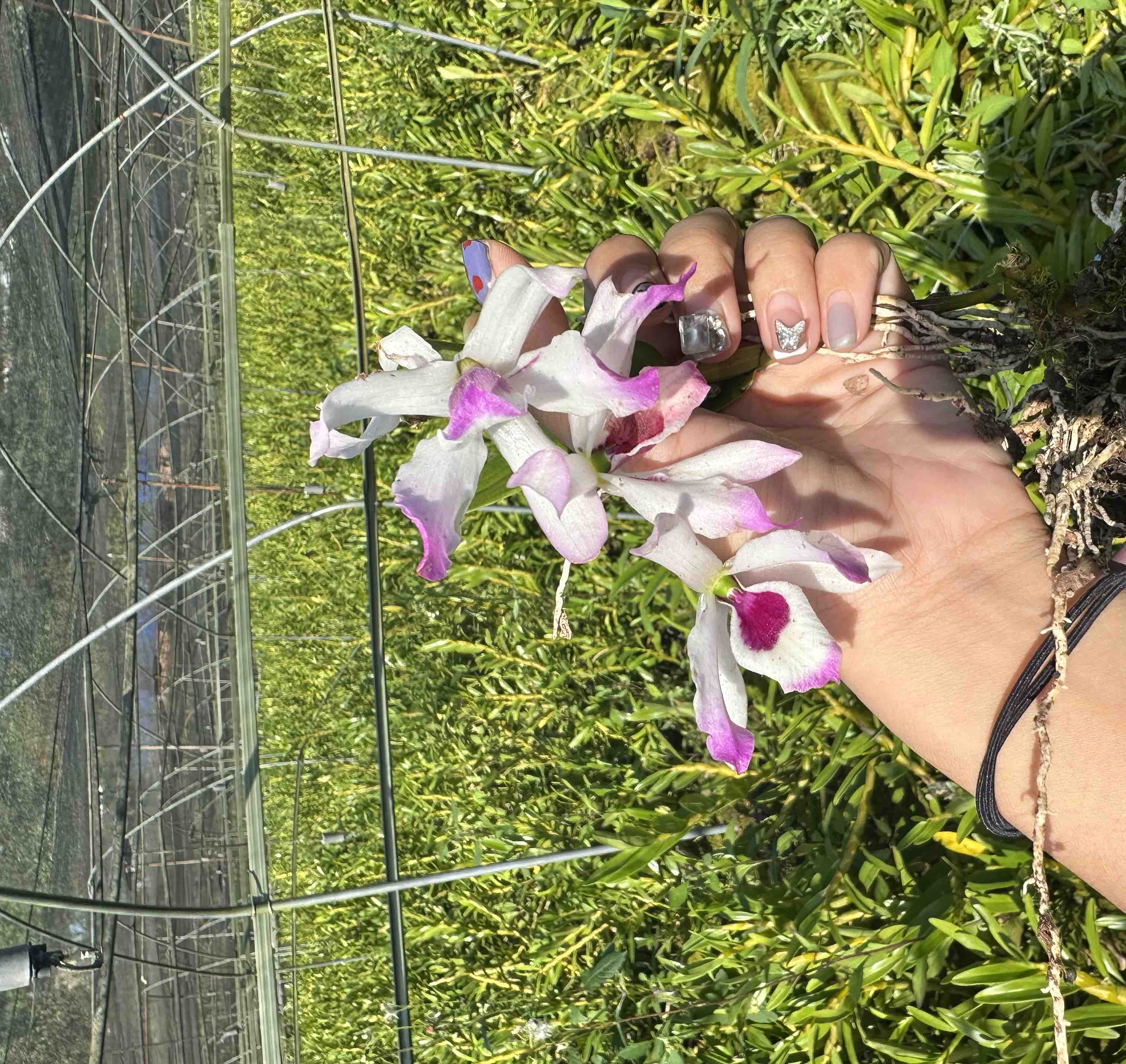 广西临桂区丹桂嘉苑采摘现场,工人正在手工采摘新鲜花朵 丹桂嘉苑采摘现场