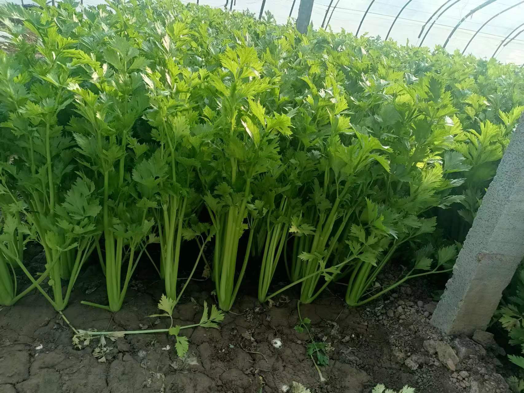 毛芹菜整株特写：带细密白色柔毛的鲜绿羽状复叶与浅绿色多棱茎部并存，叶片舒展无斑点，土壤湿润洁净