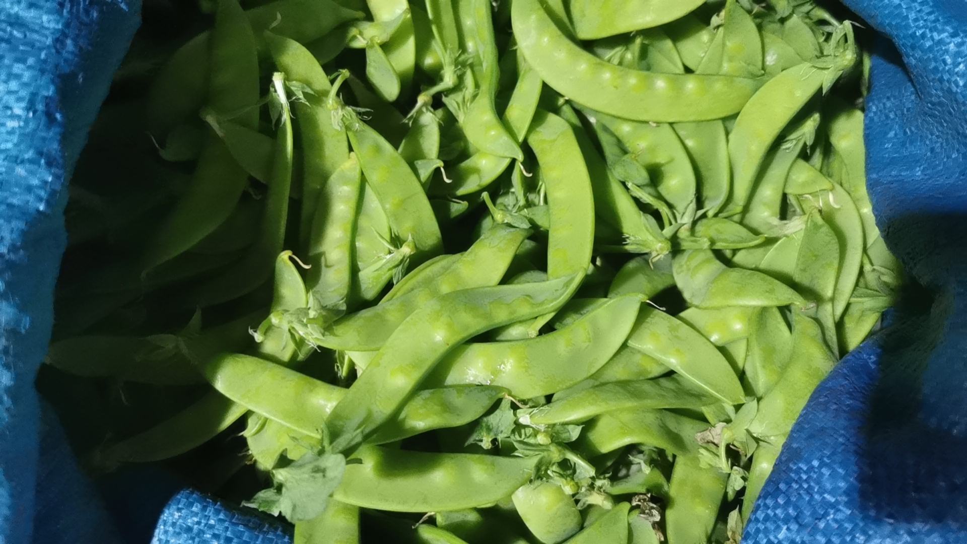 荷兰豆选购对比图