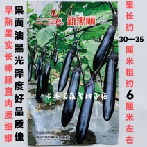 茄子种子新黑丽茄子种子早熟果实长棒形油黑顺直肉质细嫩茄子