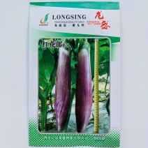 红花郎茄子种子早熟高产抗病茄子种子果实长棒形春秋两用茄子