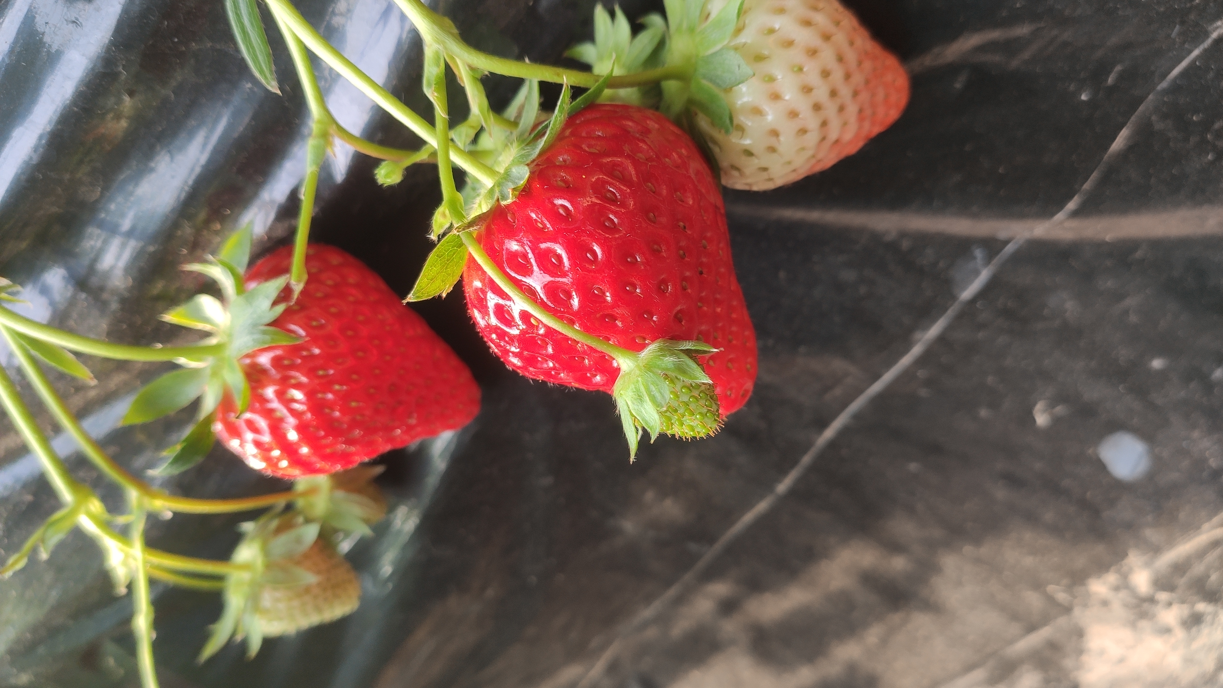 贵妃草莓横切剖面与红颜草莓横切剖面显微结构对比图