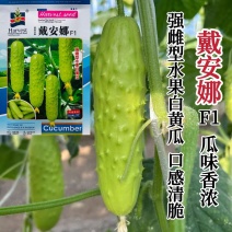 戴安娜黄瓜种子强雌型水果白黄瓜种子瓜香味浓清脆白色水果黄