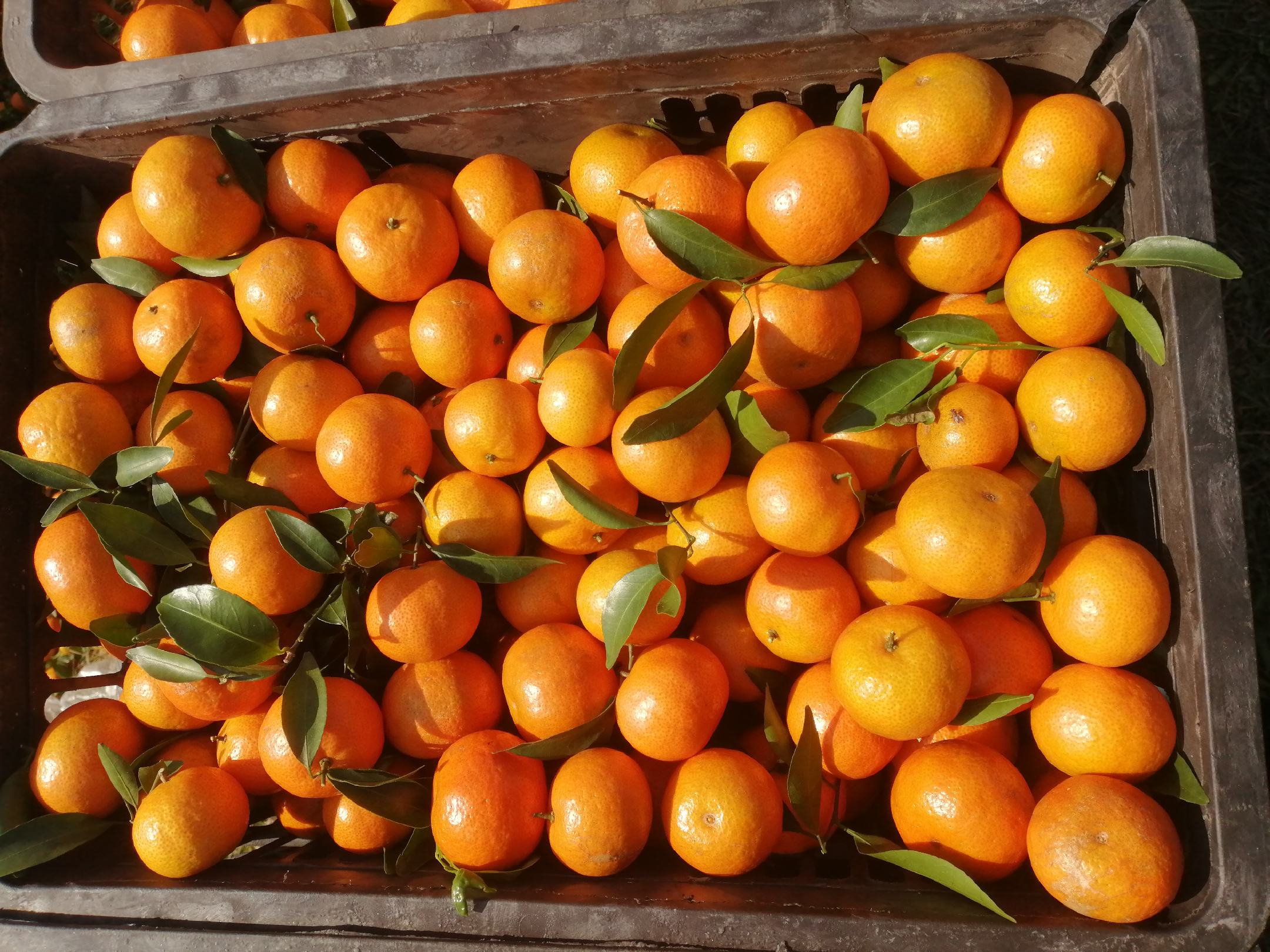 新鲜采摘的沙糖桔果实特写,橙黄色泽诱人,果皮光滑细腻 沙糖桔果实特写