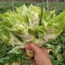 儿菜