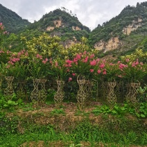 紫薇花基地直发物美价廉要的老板欢迎来电咨询