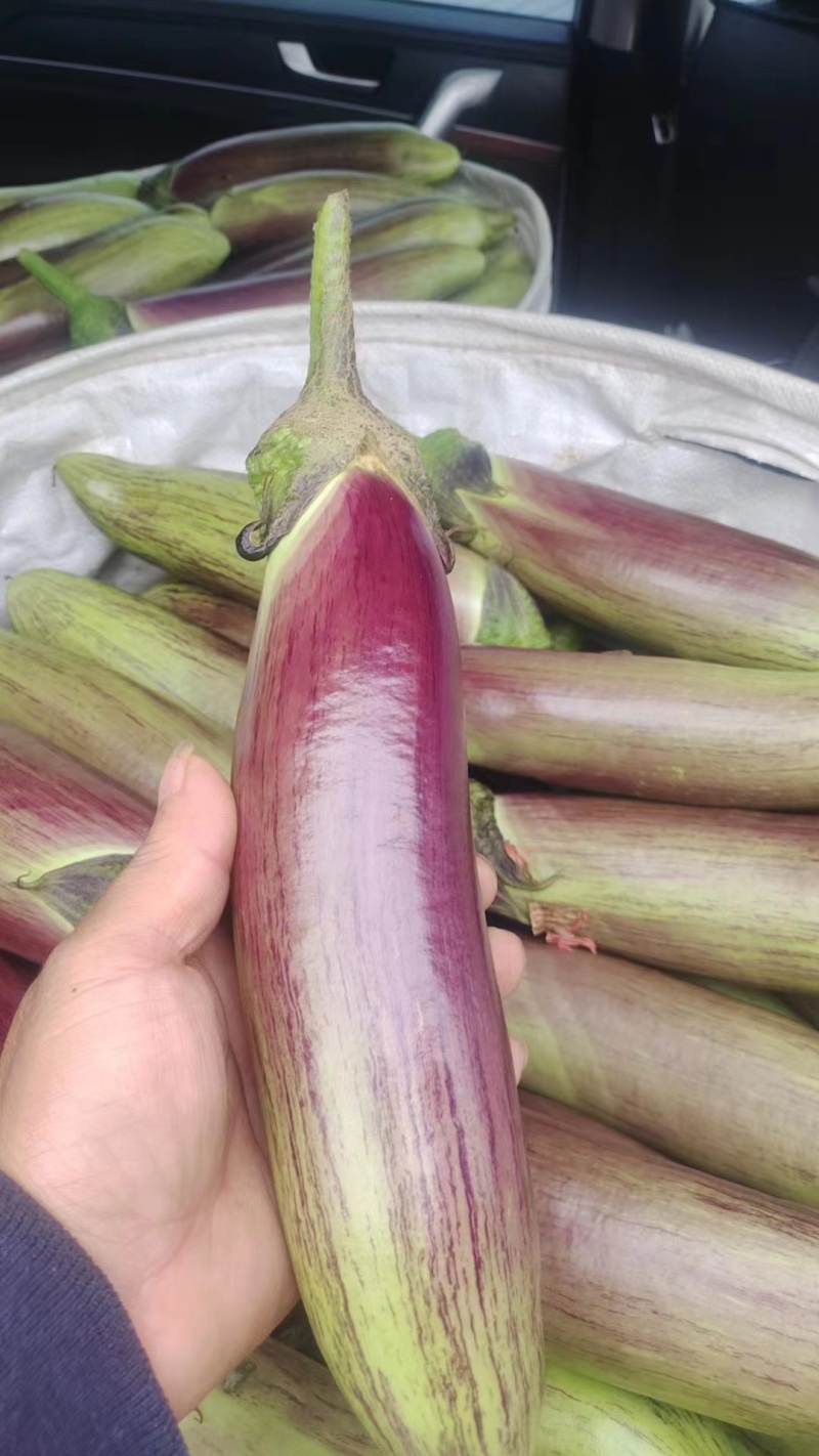 冰川茄精品茄子货源充足价格优惠产地直发质量保证