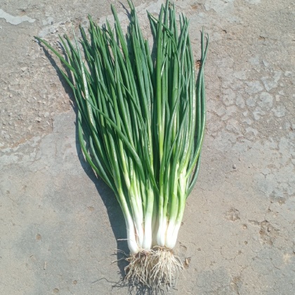 山东济南市中区小葱价格行情走势 - 一亩田