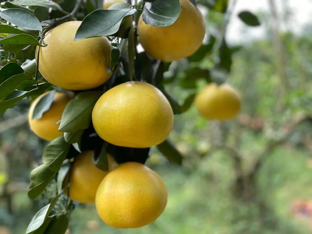 成熟的柚子挂满枝头