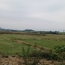 绿化草皮