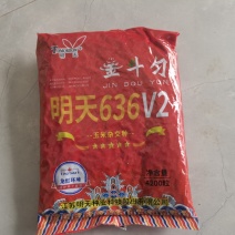 明天636高产大棒特大抗旱矮杆抗病抗旱耐涝红轴玉米种子