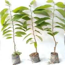 四季释迦果树苗台湾番荔枝苗嫁接当年结果南方地栽种植盆栽果