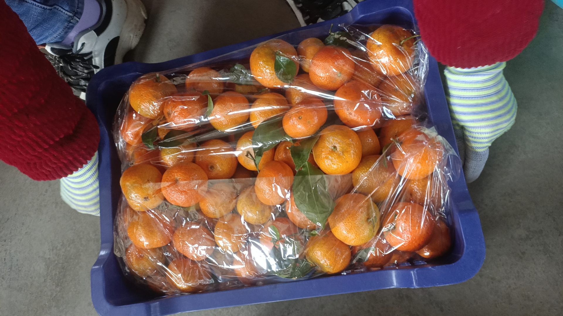 沙糖桔果盘上贴有‘适量食用’健康标签 沙糖桔果盘与健康标签