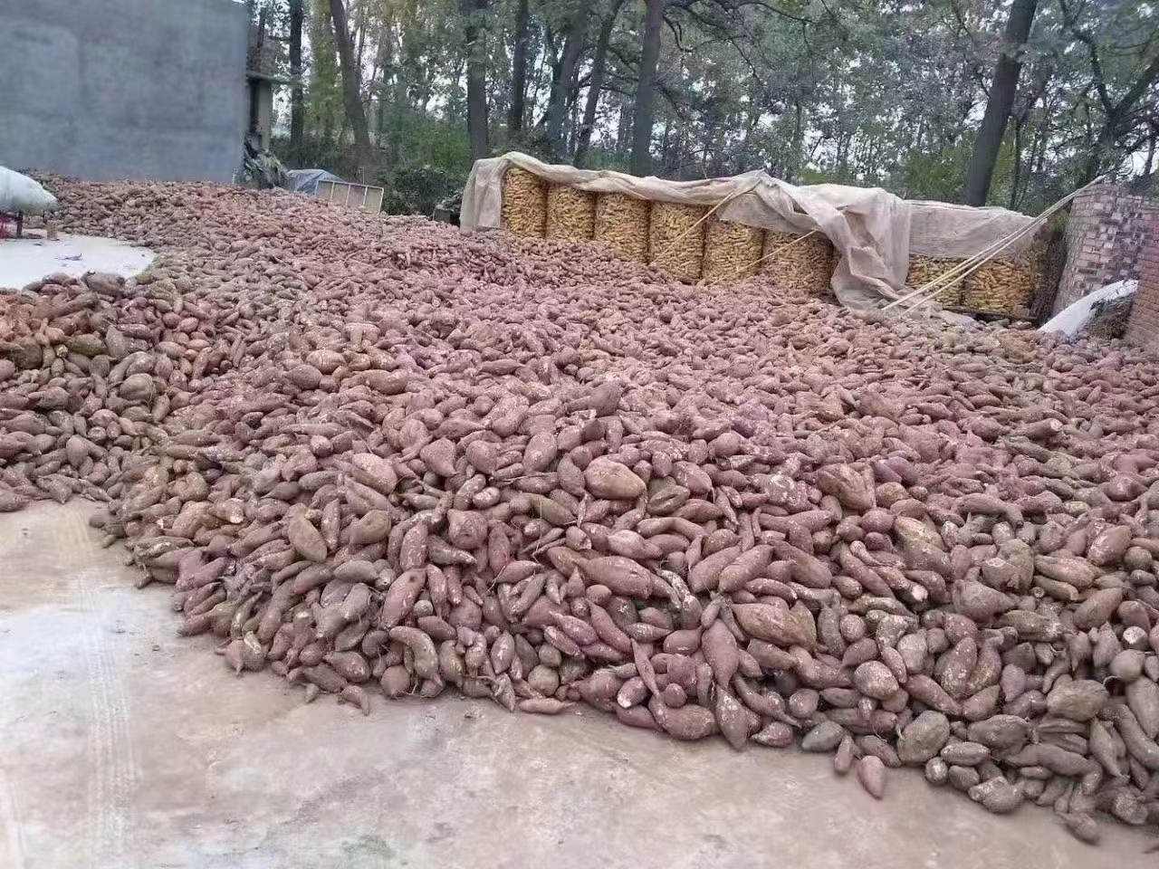 红薯粉焯水图
