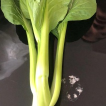 广东菜心