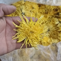 金丝皇菊