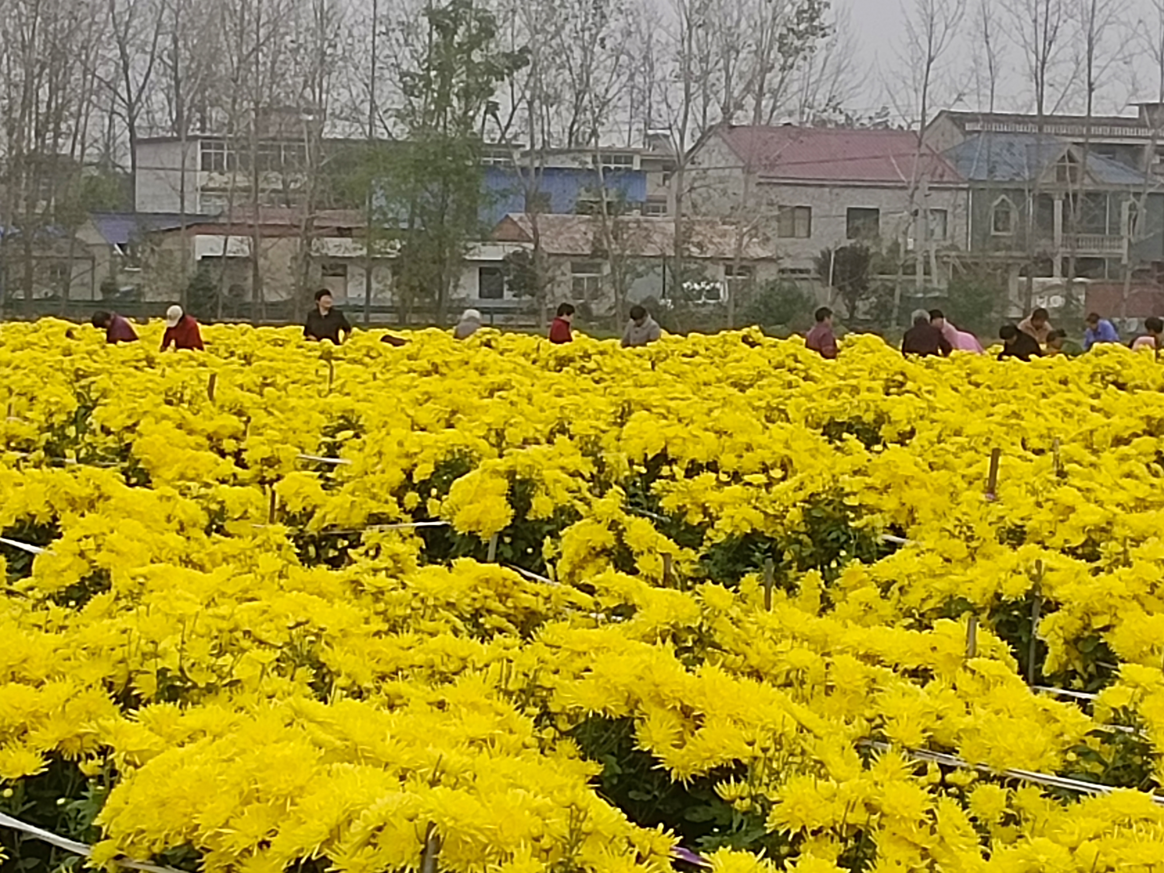 贡菊与金丝皇菊的对比图