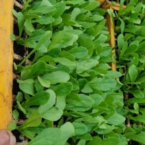 油麦菜苗